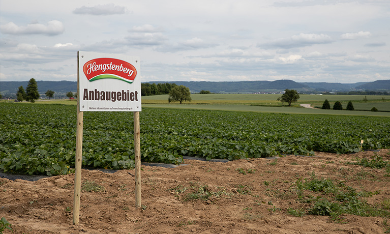 Hengstenberg Gurken-Anbaugebiet nahe Bad Friedrichshall Hengstenberg Gurken-Anbaugebiet nahe Bad Friedrichshall