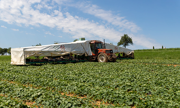 Gurkenflieger auf dem Feld