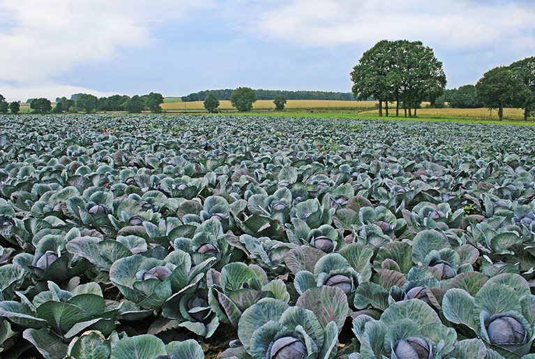 Alles über Rotkohl