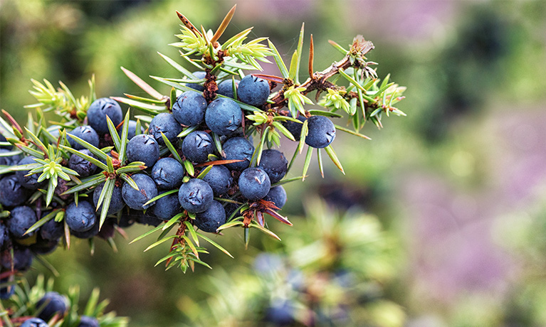 Wacholder-Beeren