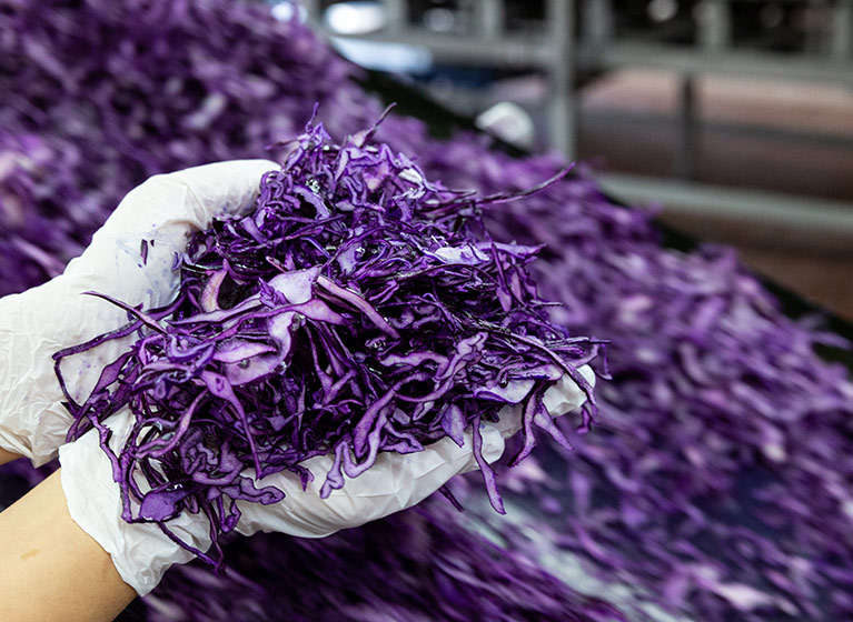 zwei Hände halten geschnittenen Rotkohl.
